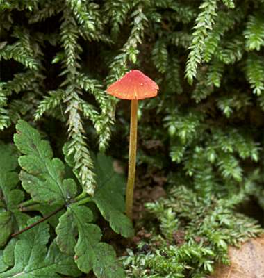 Mycena acicula